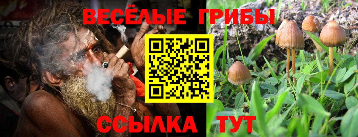Псилоцибиновые грибы Psilocybe Ржев